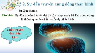 2.2.2. Sự dẫn truyền xung động thần kinh
b) Qua synap
Bản chất: Sự dẫn truyền ở tuyệt đại đa số synap trong hệ TK trung ương
là thông qua các chất truyền đạt thần kinh
Chất truyền
đạt thần
kinh
 