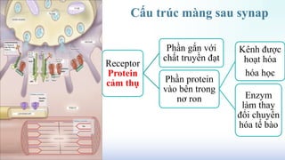 Cấu trúc màng sau synap
Receptor
Protein
cảm thụ
Phần gắn với
chất truyền đạt
Phần protein
vào bên trong
nơ ron
Kênh được
hoạt hóa
hóa học
Enzym
làm thay
đổi chuyển
hóa tế bào
 