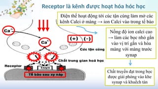 Receptor là kênh được hoạt hóa hóc học
Điện thế hoạt động tới cúc tận cùng làm mở các
kênh Calci ở màng → ion Calci vào trong tế bào
Nồng độ ion calci cao
→ làm các bọc nhỏ gắn
vào vị trí gắn và hòa
màng với màng trước
synap
Chất truyền đạt trong bọc
được giải phóng vào khe
synap và khuếch tán
 