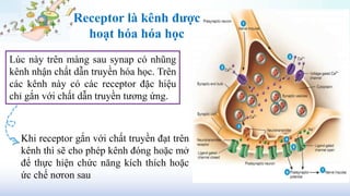 Khi receptor gắn với chất truyền đạt trên
kênh thì sẽ cho phép kênh đóng hoặc mở
để thực hiện chức năng kích thích hoặc
ức chế nơron sau
Lúc này trên màng sau synap có nhũng
kênh nhận chất dẫn truyền hóa học. Trên
các kênh này có các receptor đặc hiệu
chỉ gắn với chất dẫn truyền tương ứng.
Receptor là kênh được
hoạt hóa hóa học
 