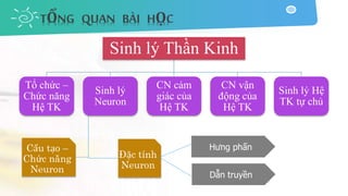 Sinh lý Thần Kinh
Tổ chức –
Chức năng
Hệ TK
Sinh lý
Neuron
Đặc tính
Neuron
Cấu tạo –
Chức năng
Neuron
CN cảm
giác của
Hệ TK
CN vận
động của
Hệ TK
Sinh lý Hệ
TK tự chủ
Hưng phấn
Dẫn truyền
TỔNG QUAN BÀI HỌC
 