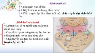 Kênh natri mở
+ Cho natri vào tế bào
+ Gây khử cực và hưng phấn nơron
+ Chất truyền đạt làm kênh kali mở: chất truyền đạt kích thích
+ Lượng Kali đi ra ngoài tăng và lượng
clo đi vào trong
+ Gây phân cực ở màng (trong âm hơn so
với ngoài) nên nơron sau bị ức chế.
+ Chất truyền đạt làm hai kênh mở: chất
truyền đạt ức chế
 