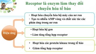 Receptor là enzym làm thay đổi
chuyển hóa tế bào
∙ Hoạt hóa chuyển hóa bộ máy của nơ ron
• Hoạt hóa hệ gen
• Làm tăng tổng hợp receptor
• Hoạt hóa các protein kinase trong tế bào
• Giảm tổng hợp receptor
Hiệu ứng
∙ Tạo ra nhiều AMP vòng và chất xúc tác các
phản ứng trong nơ ron
 