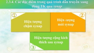 Hiện tượng
mỏi synap
Hiện tượng cộng kích
thích sau synap
Hiện tượng
chậm synap
2
1
2.3.4. Các đặc điểm trong quá trình dẫn truyền xung
động TK qua synap
1
3
2
 