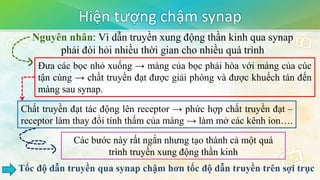 Hiện tượng chậm synap
Nguyên nhân: Vì dẫn truyền xung động thần kinh qua synap
phải đòi hỏi nhiều thời gian cho nhiều quá trình
Đưa các bọc nhỏ xuống → màng của bọc phải hòa với màng của cúc
tận cùng → chất truyền đạt được giải phóng và được khuếch tán đến
màng sau synap.
Chất truyền đạt tác động lên receptor → phức hợp chất truyền đạt –
receptor làm thay đổi tính thấm của màng → làm mở các kênh ion….
Các bước này rất ngắn nhưng tạo thành cả một quá
trình truyền xung động thần kinh
Tốc độ dẫn truyền qua synap chậm hơn tốc độ dẫn truyền trên sợi trục
 