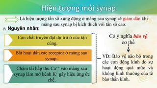 Hiện tượng mỏi synap
Là hiện tượng tần số xung động ở màng sau synap sẽ giảm dần khi
màng sau synap bị kích thích với tần số cao.
Cạn chất truyền đạt dự trữ ở cúc tận
cùng.
Bất hoạt dần các receptor ở màng sau
synap.
Chậm tái hấp thu Ca++ vào màng sau
synap làm mở kênh K+ gây hiệu ứng ức
chế.
Nguyên nhân:
Có ý nghĩa bảo vệ
cơ thể
VD: Bảo vệ não bộ trong
các cơn động kinh do sự
hoạt động quá mức và
không bình thường của tế
bào thần kinh.
 