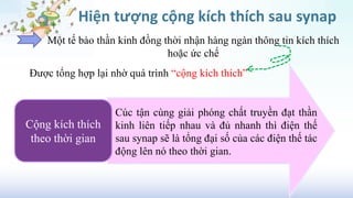 Hiện tượng cộng kích thích sau synap
Một tế bào thần kinh đồng thời nhận hàng ngàn thông tin kích thích
hoặc ức chế
Được tổng hợp lại nhờ quá trình “cộng kích thích”
Cộng kích thích
theo thời gian
Cúc tận cùng giải phóng chất truyền đạt thần
kinh liên tiếp nhau và đủ nhanh thì điện thế
sau synap sẽ là tổng đại số của các điện thế tác
động lên nó theo thời gian.
 