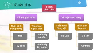 2 cách
phân chia
Về mặt giải phẫu
Thần kinh
trung ương
Não
Tủy sống
Thần kinh
ngoại biên
12 đôi dây
sọ não
31 đôi dây
tủy sống
Về mặt chức năng
Thần kinh
động vật
Cơ vân
Thần kinh
thực vật
Cơ tim
Cơ trơn
1. Tổ chức Hệ TK
 