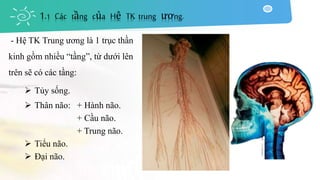 1.1 Các tầng của Hệ TK trung ương.
- Hệ TK Trung ương là 1 trục thần
kinh gồm nhiều “tầng”, từ dưới lên
trên sẽ có các tầng:
 Tủy sống.
 Thân não: + Hành não.
+ Cầu não.
+ Trung não.
 Tiểu não.
 Đại não.
 