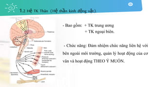 - Bao gồm: + TK trung ương
+ TK ngoại biên.
- Chức năng: Đảm nhiệm chức năng liên hệ với
bên ngoài môi trường, quản lý hoạt động của cơ
vân và hoạt động THEO Ý MUỐN.
1.2 Hệ TK Thân ( Hệ thần kinh động vật ).
 