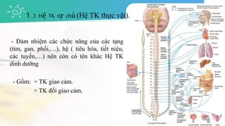 - Đảm nhiệm các chức năng của các tạng
(tim, gan, phổi,…), hệ ( tiêu hóa, tiết niệu,
các tuyến,…) nên còn có tên khác Hệ TK
dinh dưỡng
- Gồm: + TK giao cảm.
+ TK đối giao cảm.
1. 3 Hệ TK tự chủ(Hệ TK thực vật).
 