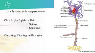 Cấu trúc gồm 3 phần: + Thân.
+ Sợi trục.
+ Sợi nhánh.
Chức năng: Cảm ứng và dẫn truyền.
2.1 Cấu trúc và chức năngcủa Neuron
 