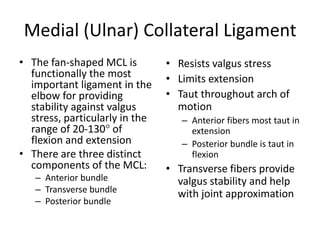 Medial (Ulnar) Collateral Ligament
• The fan-shaped MCL is
functionally the most
important ligament in the
elbow for providing
stability against valgus
stress, particularly in the
range of 20-130° of
flexion and extension
• There are three distinct
components of the MCL:
– Anterior bundle
– Transverse bundle
– Posterior bundle
• Resists valgus stress
• Limits extension
• Taut throughout arch of
motion
– Anterior fibers most taut in
extension
– Posterior bundle is taut in
flexion
• Transverse fibers provide
valgus stability and help
with joint approximation
 