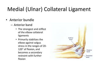 Medial (Ulnar) Collateral Ligament
• Anterior bundle
– Anterior band
• The strongest and stiffest
of the elbow collateral
ligaments
• Primarily stabilizes the
elbow against valgus
stress in the ranges of 20-
120° of flexion, and
becomes a secondary
restraint with further
flexion
 