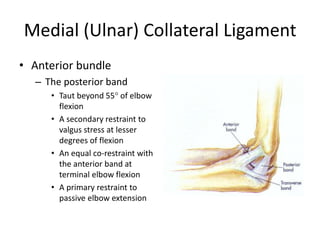 Medial (Ulnar) Collateral Ligament
• Anterior bundle
– The posterior band
• Taut beyond 55° of elbow
flexion
• A secondary restraint to
valgus stress at lesser
degrees of flexion
• An equal co-restraint with
the anterior band at
terminal elbow flexion
• A primary restraint to
passive elbow extension
 