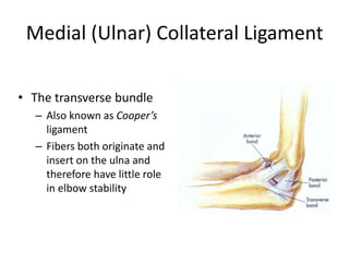 Medial (Ulnar) Collateral Ligament
• The transverse bundle
– Also known as Cooper’s
ligament
– Fibers both originate and
insert on the ulna and
therefore have little role
in elbow stability
 