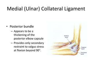 Medial (Ulnar) Collateral Ligament
• Posterior bundle
– Appears to be a
thickening of the
posterior elbow capsule
– Provides only secondary
restraint to valgus stress
at flexion beyond 90°.
 