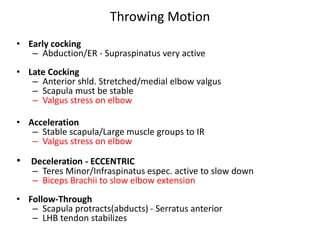 Throwing Motion
• Early cocking
– Abduction/ER - Supraspinatus very active
• Late Cocking
– Anterior shld. Stretched/medial elbow valgus
– Scapula must be stable
– Valgus stress on elbow
• Acceleration
– Stable scapula/Large muscle groups to IR
– Valgus stress on elbow
• Deceleration - ECCENTRIC
– Teres Minor/Infraspinatus espec. active to slow down
– Biceps Brachii to slow elbow extension
• Follow-Through
– Scapula protracts(abducts) - Serratus anterior
– LHB tendon stabilizes
 