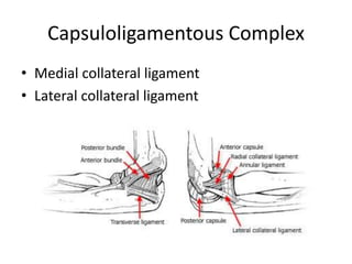 Capsuloligamentous Complex
• Medial collateral ligament
• Lateral collateral ligament
 