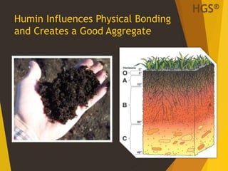 Humin Influences Physical Bonding
and Creates a Good Aggregate
18
HGS®
 