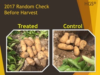 2017 Random Check
Before Harvest
22
Treated Control
HGS®
 