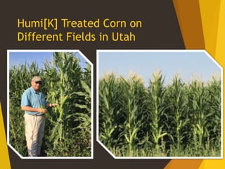 Humi[K] Treated Corn on
Different Fields in Utah
28
 