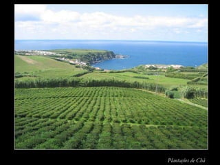 Plantações de Chá