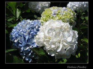 Hortências (Novelões)