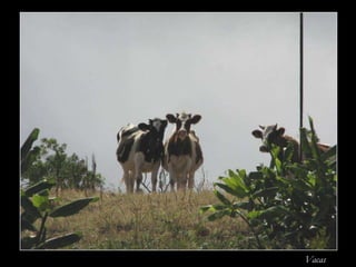 Vacas