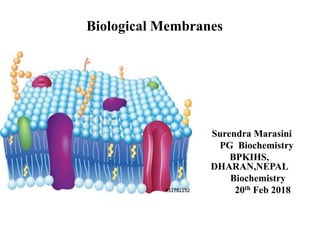 Biological Membranes
Surendra Marasini
PG Biochemistry
BPKIHS,
DHARAN,NEPAL
Biochemistry
20th Feb 2018
 