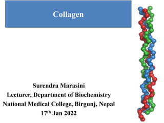 Collagen
Surendra Marasini
Lecturer, Department of Biochemistry
National Medical College, Birgunj, Nepal
17th Jan 2022
 