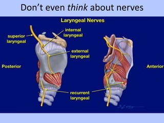Don’t even think about nerves

 