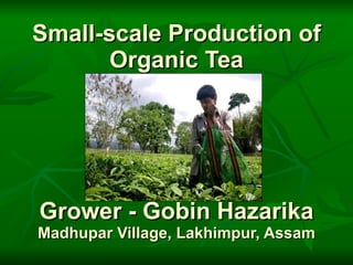 Small-scale Production of Organic Tea Grower - Gobin Hazarika Madhupar Village, Lakhimpur, Assam 