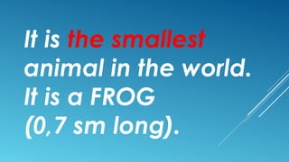 It is the smallest
animal in the world.
It is a FROG
(0,7 sm long).
 