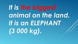 It is the biggest
animal on the land.
It is an ELEPHANT
(3 000 kg).
 
