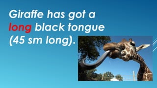 Giraffe has got a
long black tongue
(45 sm long).
 