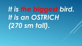 It is the biggest bird.
It is an OSTRICH
(270 sm tall).
 
