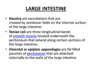Hausta Anatomy of small and large Bowel PPT.pptx