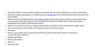 • The large intestine has several distinct anatomical characteristics; the omental appendices, teniae coli and haustra.
• Omental or epiploic appendages are fat filled pouches of peritoneum that are attached externally to the walls of the
large intestine.
• Teniae coli are three longitudinal bands of smooth muscle located underneath the peritoneum that extend along
certain sections of the large intestine. Their contractions facilitate the peristaltic action of the large intestine,
propelling the fecal matter and forming the haustra.
• Haustra are sacculations that occur along the large intestine, providing it with its characteristic ‘baggy’ aspect.
• They are created by semilunar folds on the internal surface of the large intestine.
• Mnemonic
• There is a very simple way to remember these features specific to the large intestine. The mnemonic
' Eva Has Ten Socks' stands for:
• Epiploic appendages
• Haustra (Sacculation)
• Tenia coli
• Semilunar folds
 