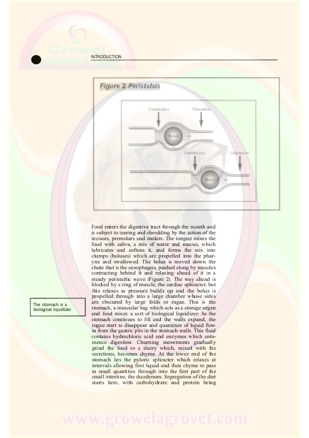 Small Animal Nutrition