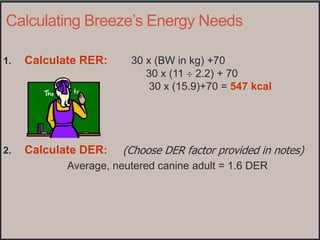 Small animal nutrition dogs and cats | PPTX