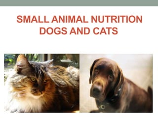 Small animal nutrition dogs and cats