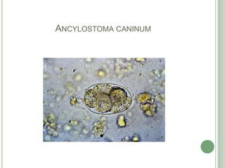 Ancylostomacaninum