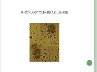 Ancylostomabraziliense