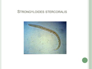 Strongyloidesstercoralis