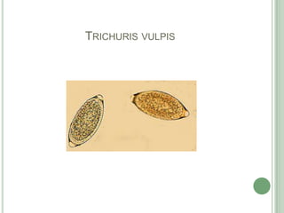 Trichurisvulpis