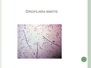 Dirofilariaimmitis