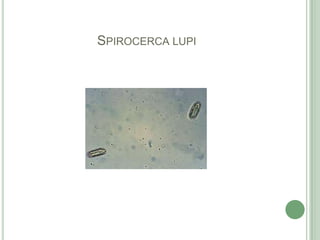 Spirocercalupi