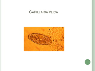 Capillariaplica