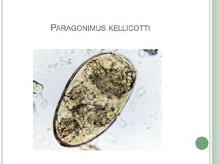 Paragonimuskellicotti